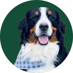 Group 52 Porter-Rinsky a Burnese Mountain Dog