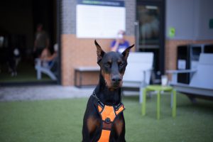 DSC09186-2